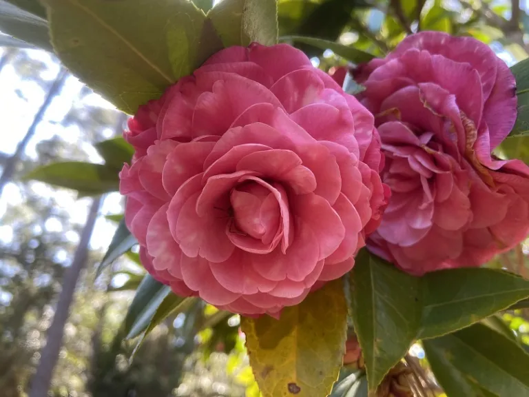 Camellia japonica 'Esther Ann' flower