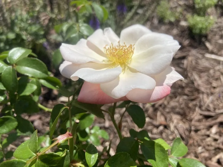 Rosa 'KORumneza' (Fire Opal) (Kolorscape® Collection) flower