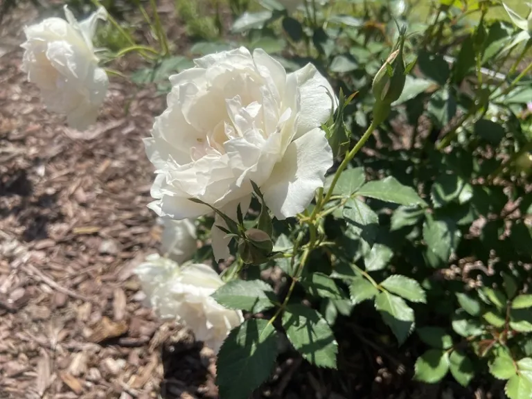 Rosa 'MEIradena' (Icecap™) flower
