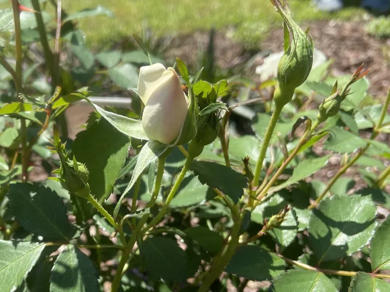 Rosa 'MEIradena' (Icecap™) flower bud