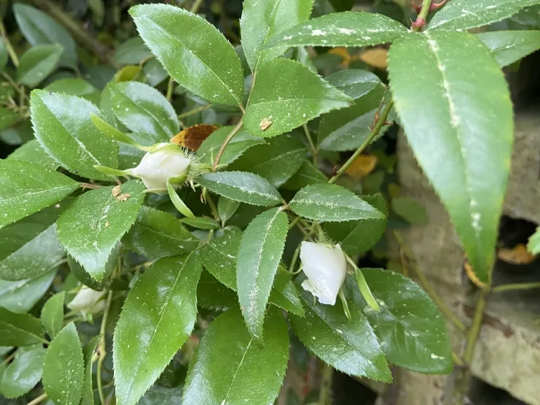Rosa laevigata flower buds