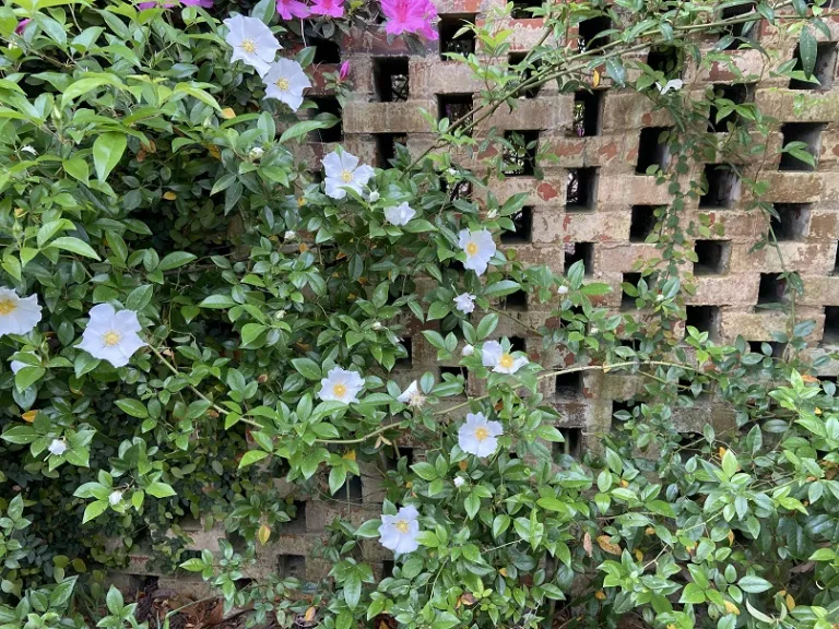 Rosa laevigata flowering habit
