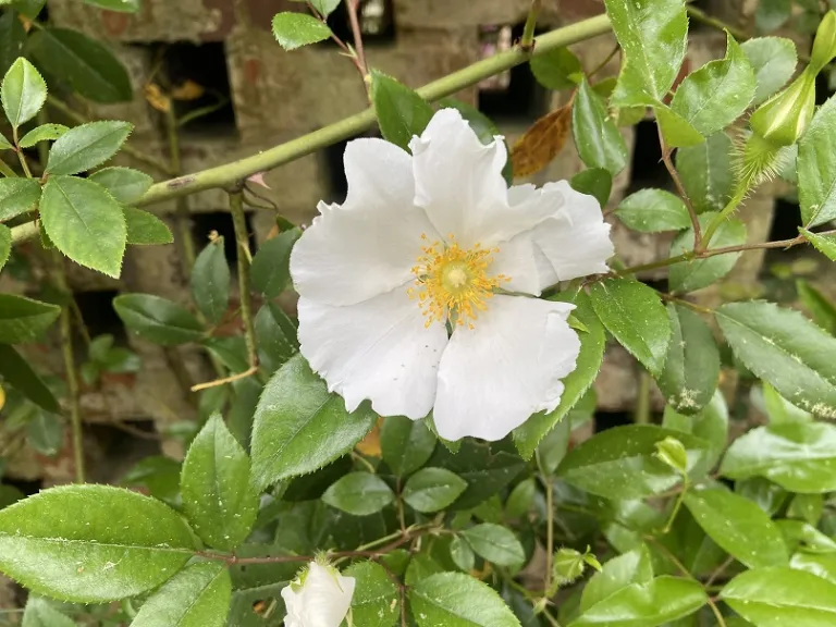 Rosa laevigata flower