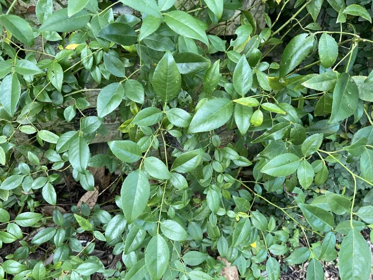Rosa laevigata foliage