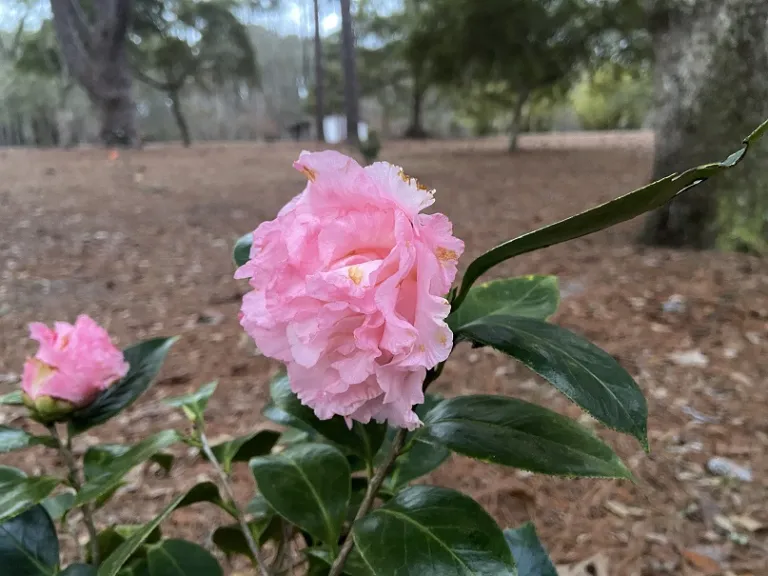 Camellia japonica 'Elaine's Betty' flower