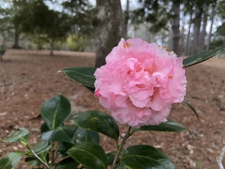 Camellia japonica 'Elaine's Betty' flower
