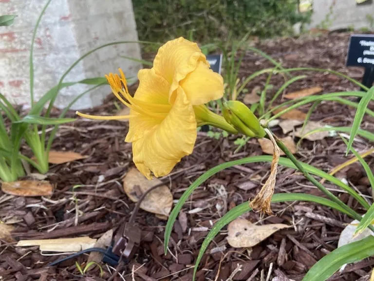 Hemerocallis 'MeMe's Sunshine' flower