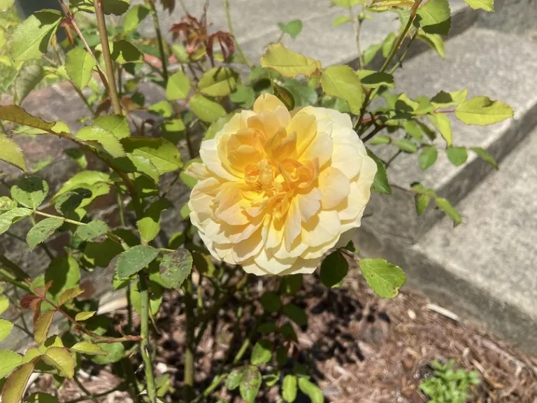 Rosa 'AUSmol' (Molineux) flower