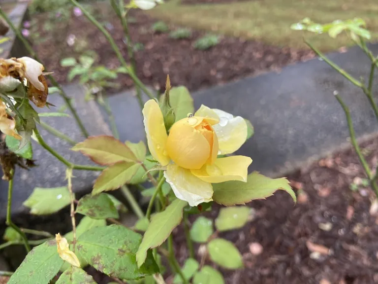 Rosa 'AUSmol' (Molineux) flower bud