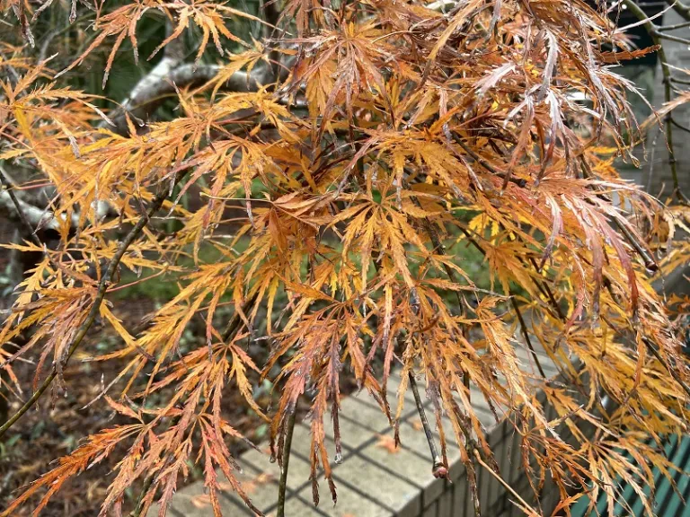 Acer palmatum var. dissectum 'Dissectum Atropurpureum' fall foliage