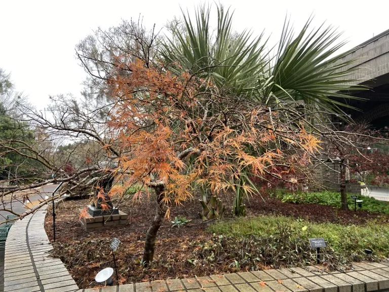 Acer palmatum var. dissectum 'Dissectum Atropurpureum' fall habit