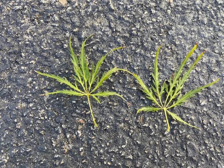 Acer palmatum var. dissectum 'Dissectum Atropurpureum' leaf front and back