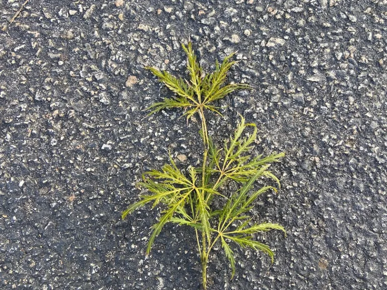 Acer palmatum var. dissectum 'Dissectum Atropurpureum' stem
