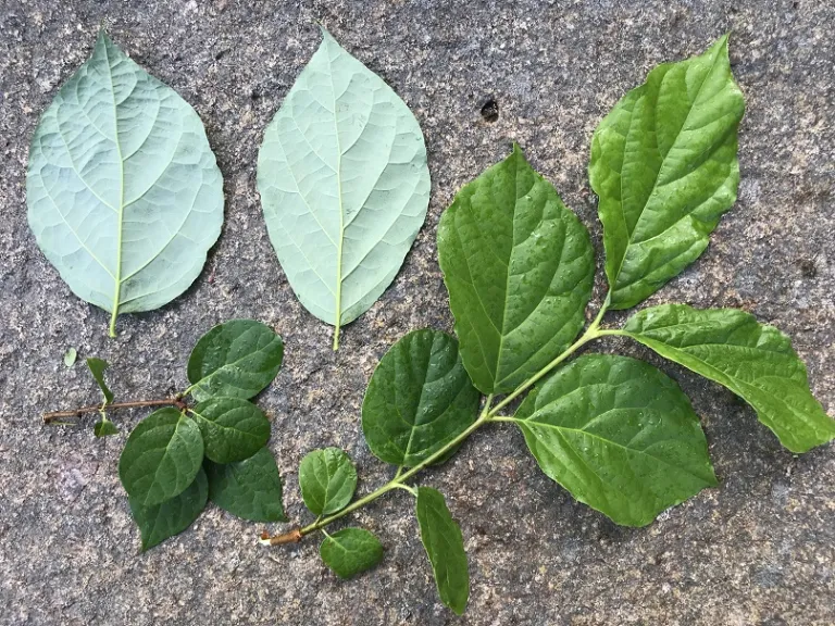 Calycanthus ×raulstonii 'Hartlage Wine' stem and leaves