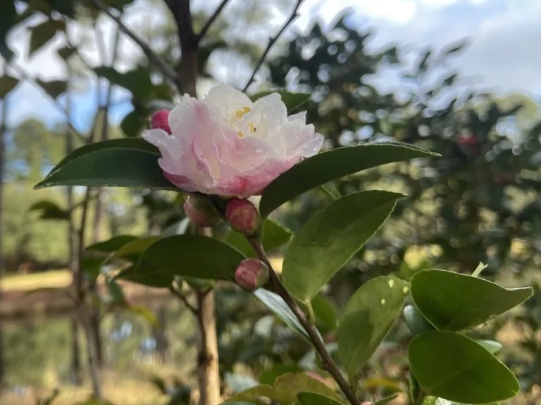 Camellia 'Cinnamon Cindy' flower
