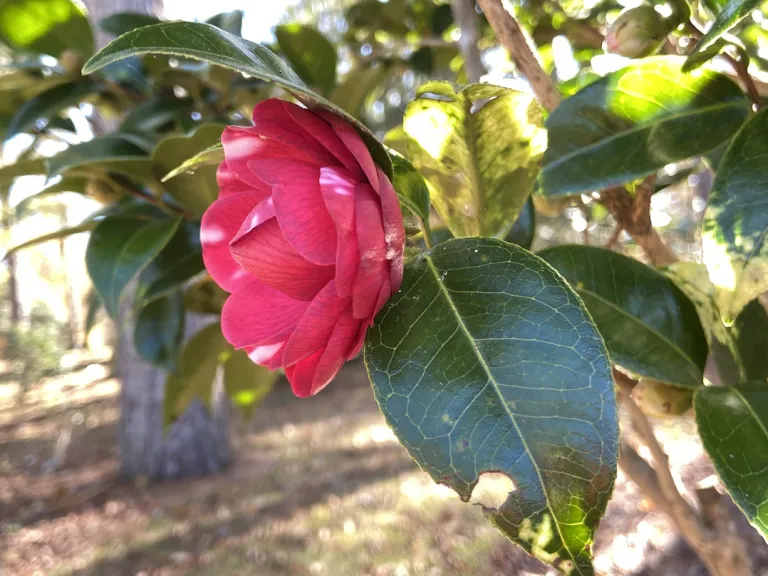 Camellia japonica 'Black Tie' flower