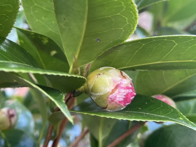 Camellia japonica 'Black Tie' flower bud