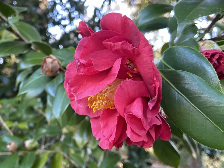 Camellia japonica 'Blood of China' flower