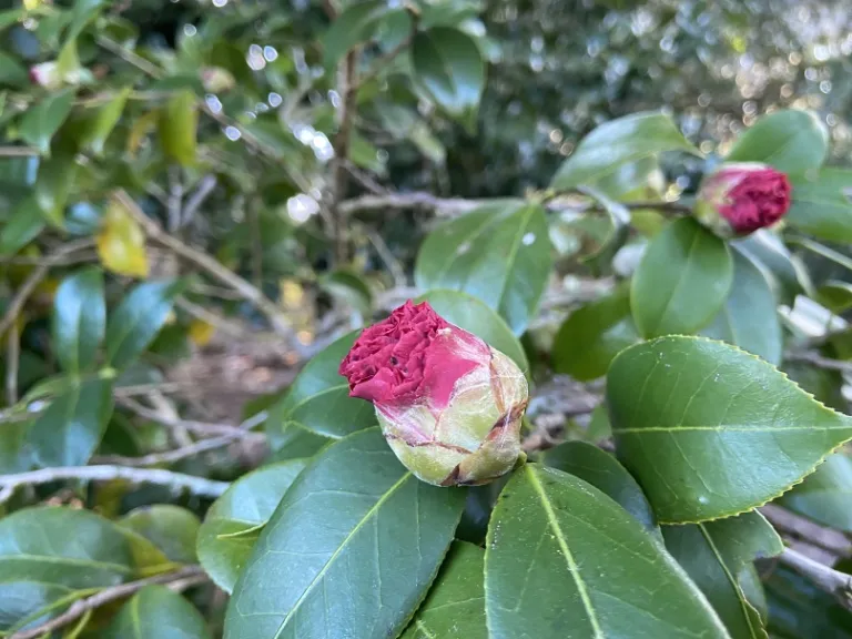 Camellia japonica 'Blood of China' flower bud