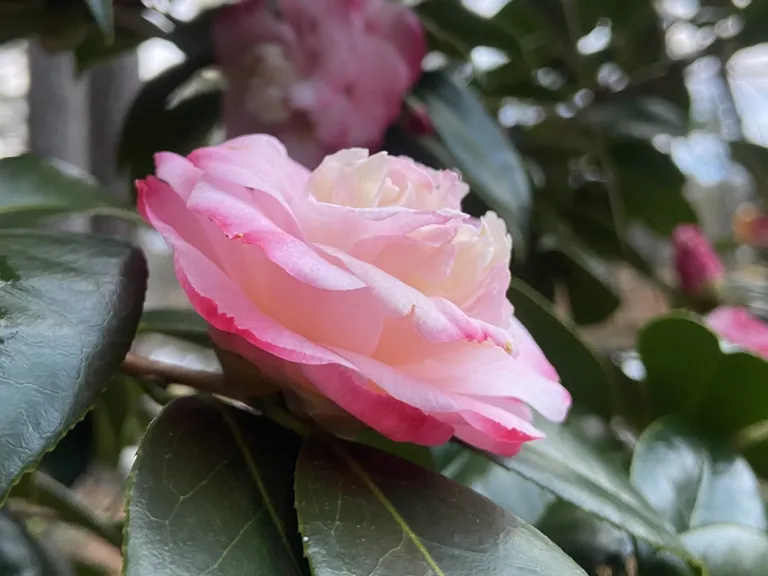 Camellia japonica 'Little Michael' flower