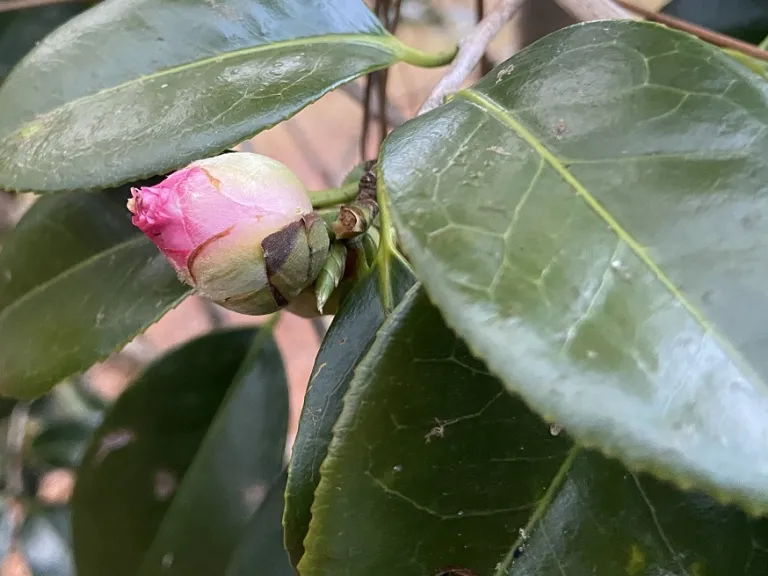 Camellia japonica 'Little Michael' flower bud