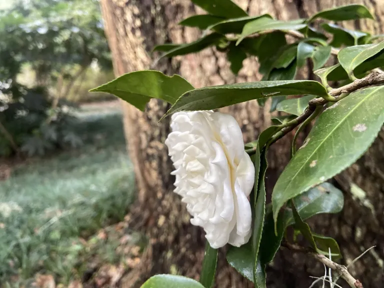 Camellia japonica 'Lois Coker' flower