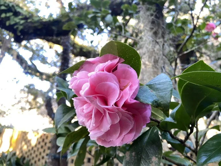 Camellia japonica 'Pink Pagoda' flower