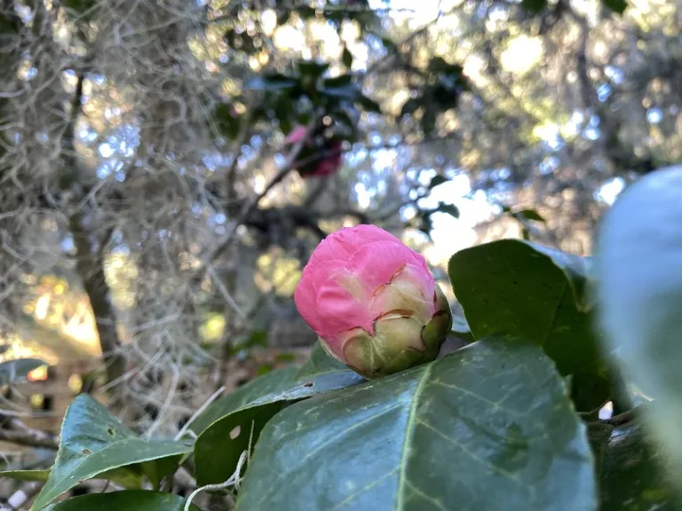 Camellia japonica 'Pink Pagoda' flower bud