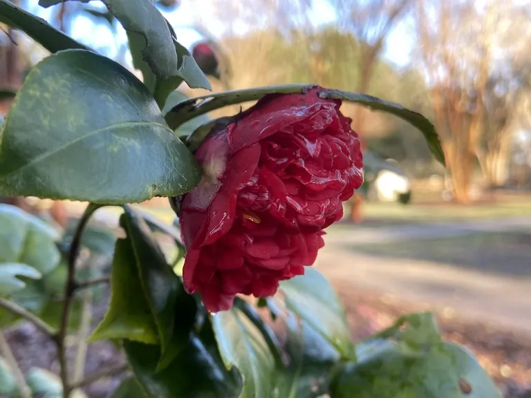 Camellia japonica 'Professor Charles S. Sargent' flower