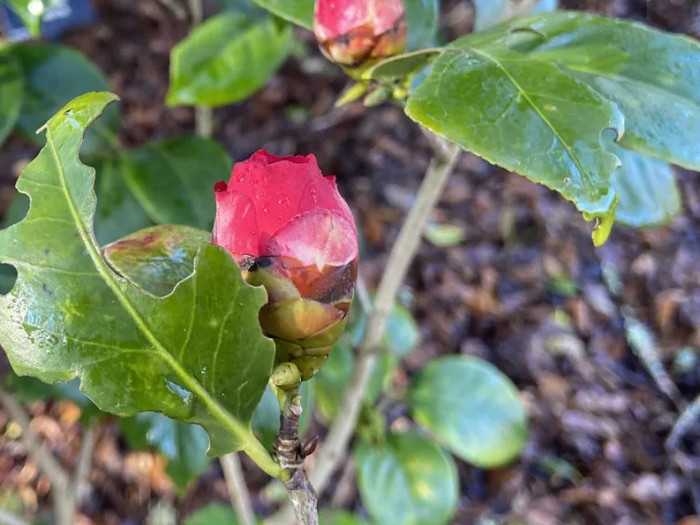 Camellia japonica 'Professor Charles S. Sargent' flower bud
