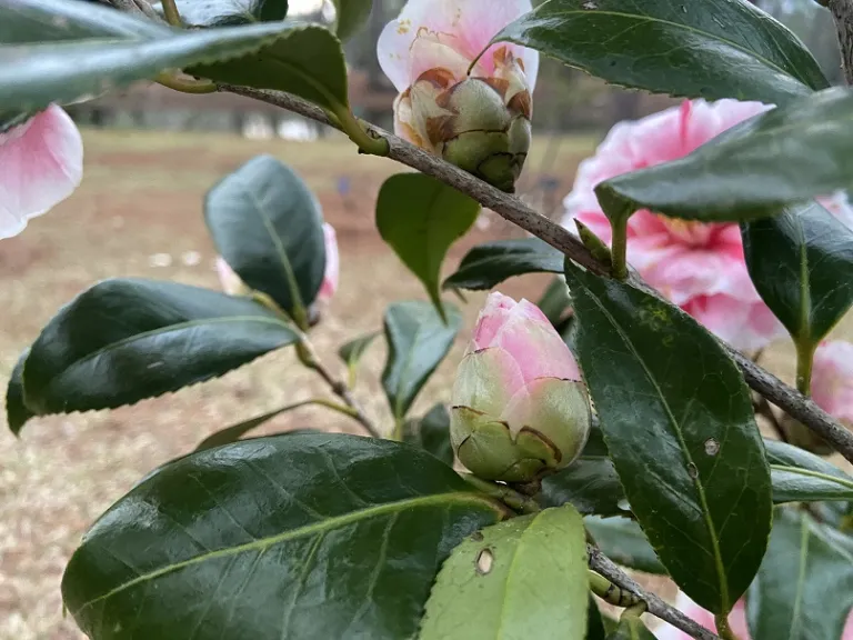 Camellia japonica 'Yours Truly' flower bud