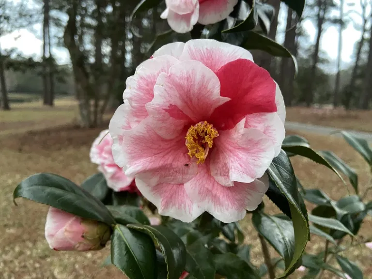 Camellia japonica 'Yours Truly' flower
