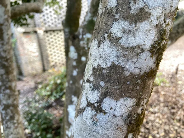 Camellia japonica bark