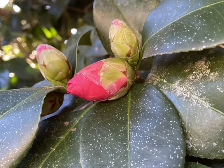 Camellia japonica flower bud