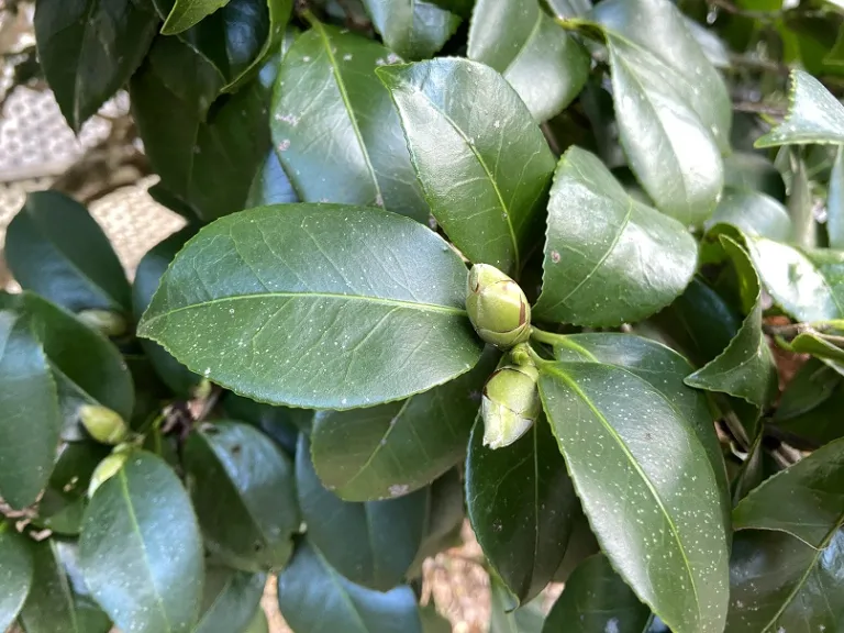 Camellia japonica flower buds and foliage