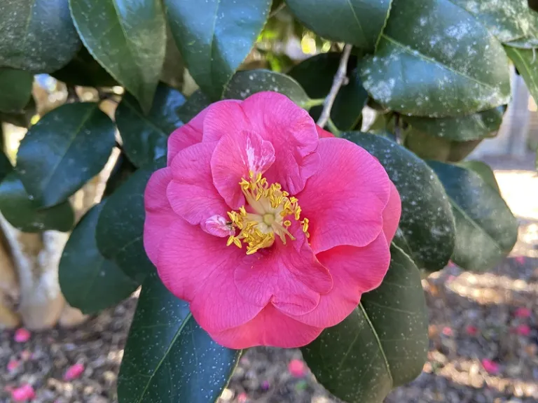 Camellia japonica flower