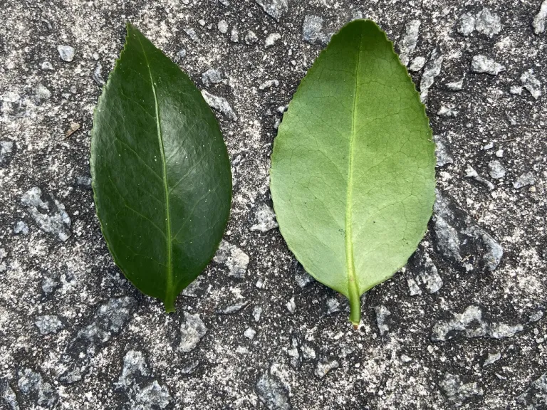 Camellia japonica leaf front and back