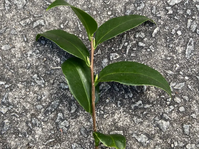 Camellia japonica stem