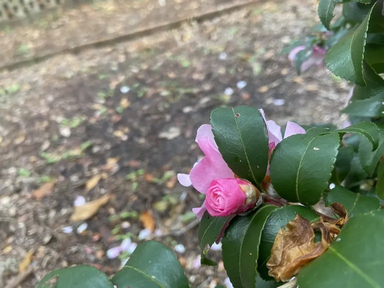 Camellia sasanqua 'Green 94-035' (Orchid™ October Magic®) flower bud