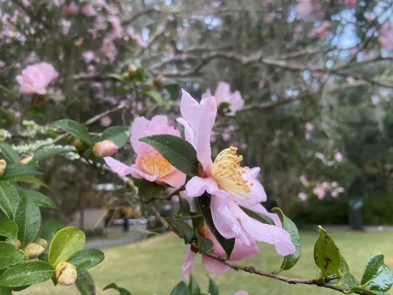 Camellia sasanqua 'Maiden's Blush' flower