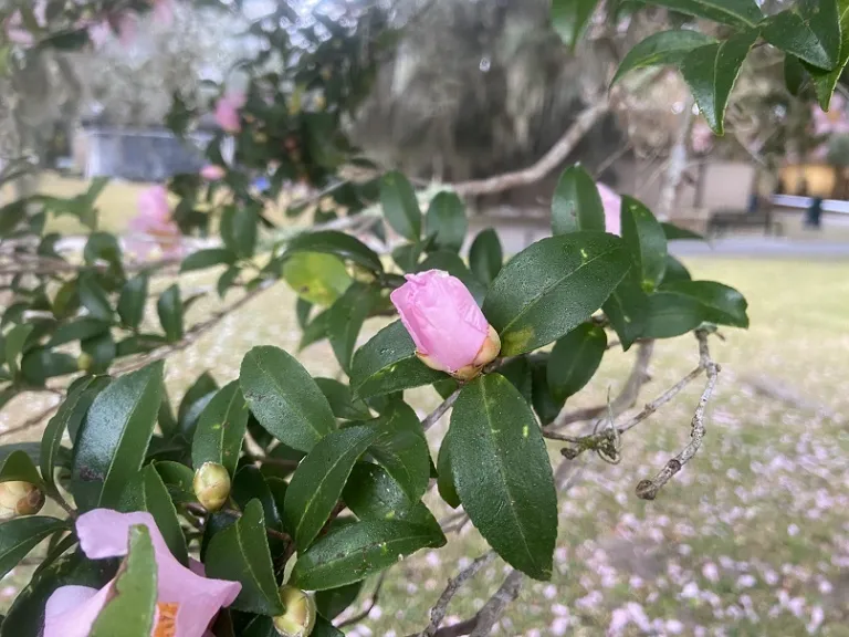 Camellia sasanqua 'Maiden's Blush' flower bud