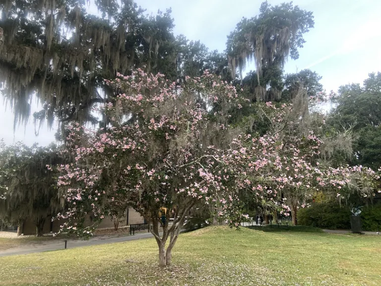 Camellia sasanqua 'Maiden's Blush' flowering habit