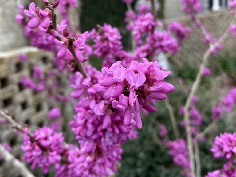 Cercis chinensis 'Don Egolf' flowers