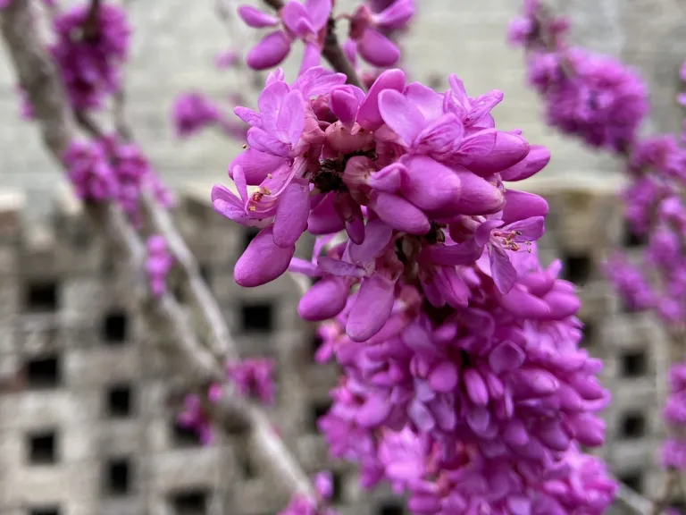 Cercis chinensis 'Don Egolf' flowers