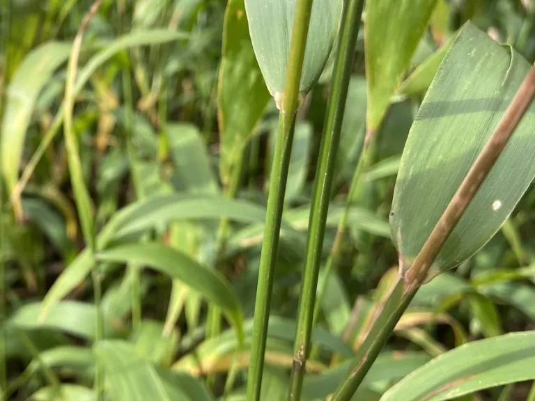 Chasmanthium latifolium blade attachment