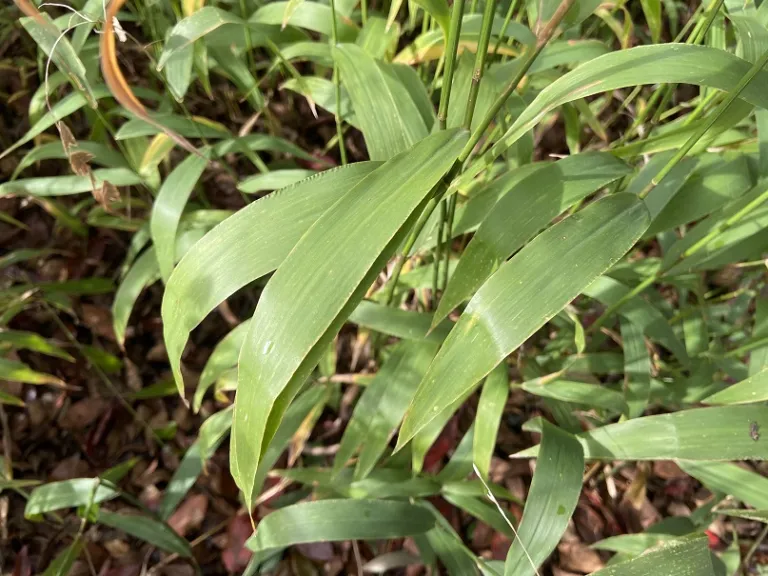Chasmanthium latifolium foliage