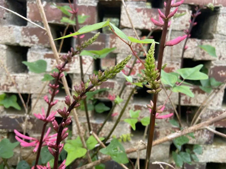 Erythrina herbacea flower buds