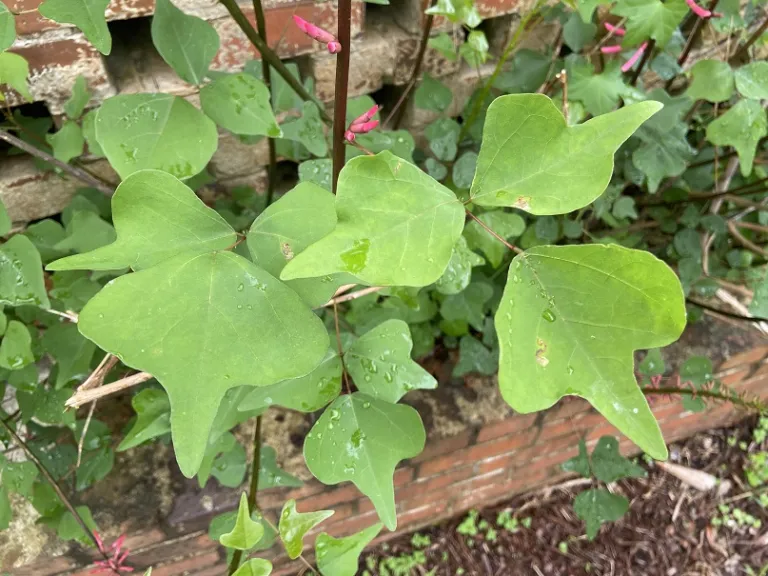 Erythrina herbacea foliage