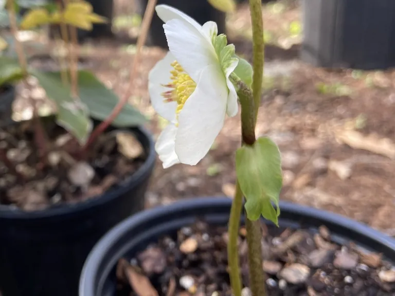 Helleborus niger 'Snowbells' flower