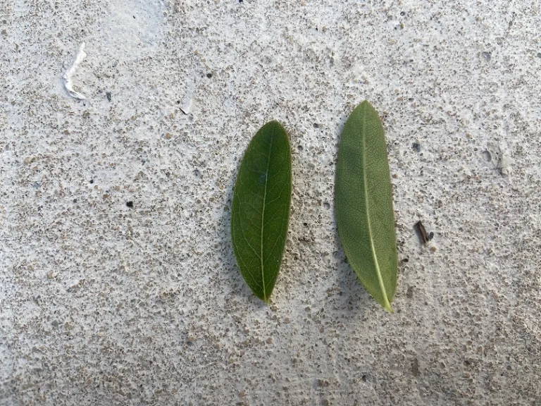 Hypericum calycinum leaf front and back